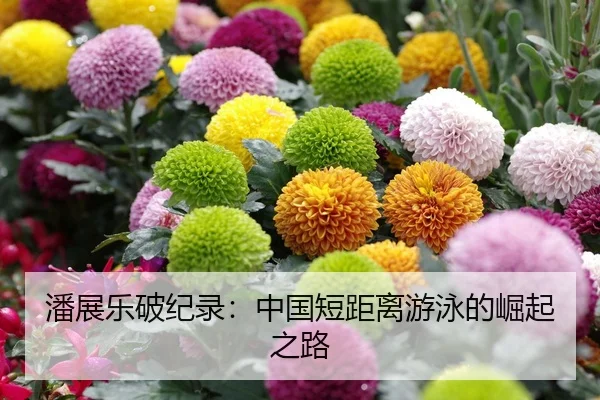潘展乐破纪录：中国短距离游泳的崛起之路